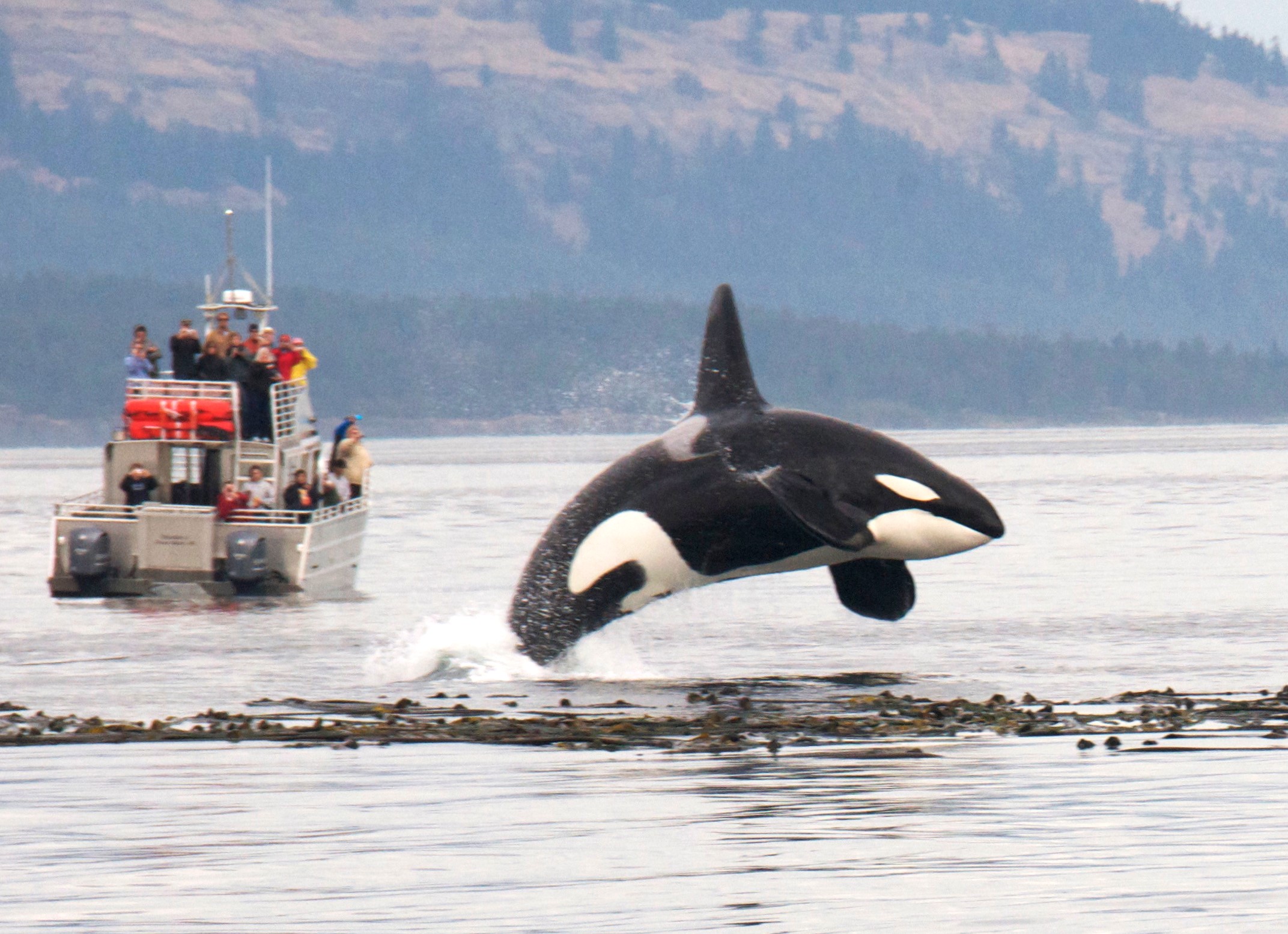 whale tour bellingham