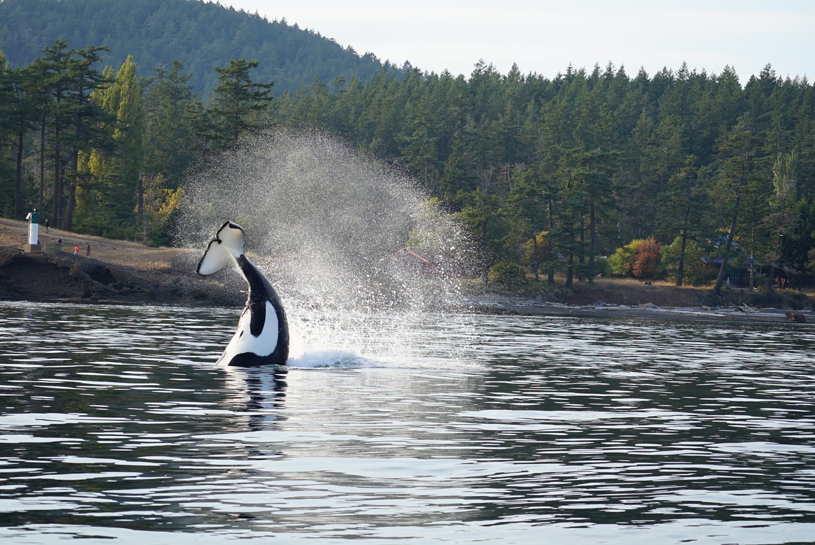 whale tour bellingham