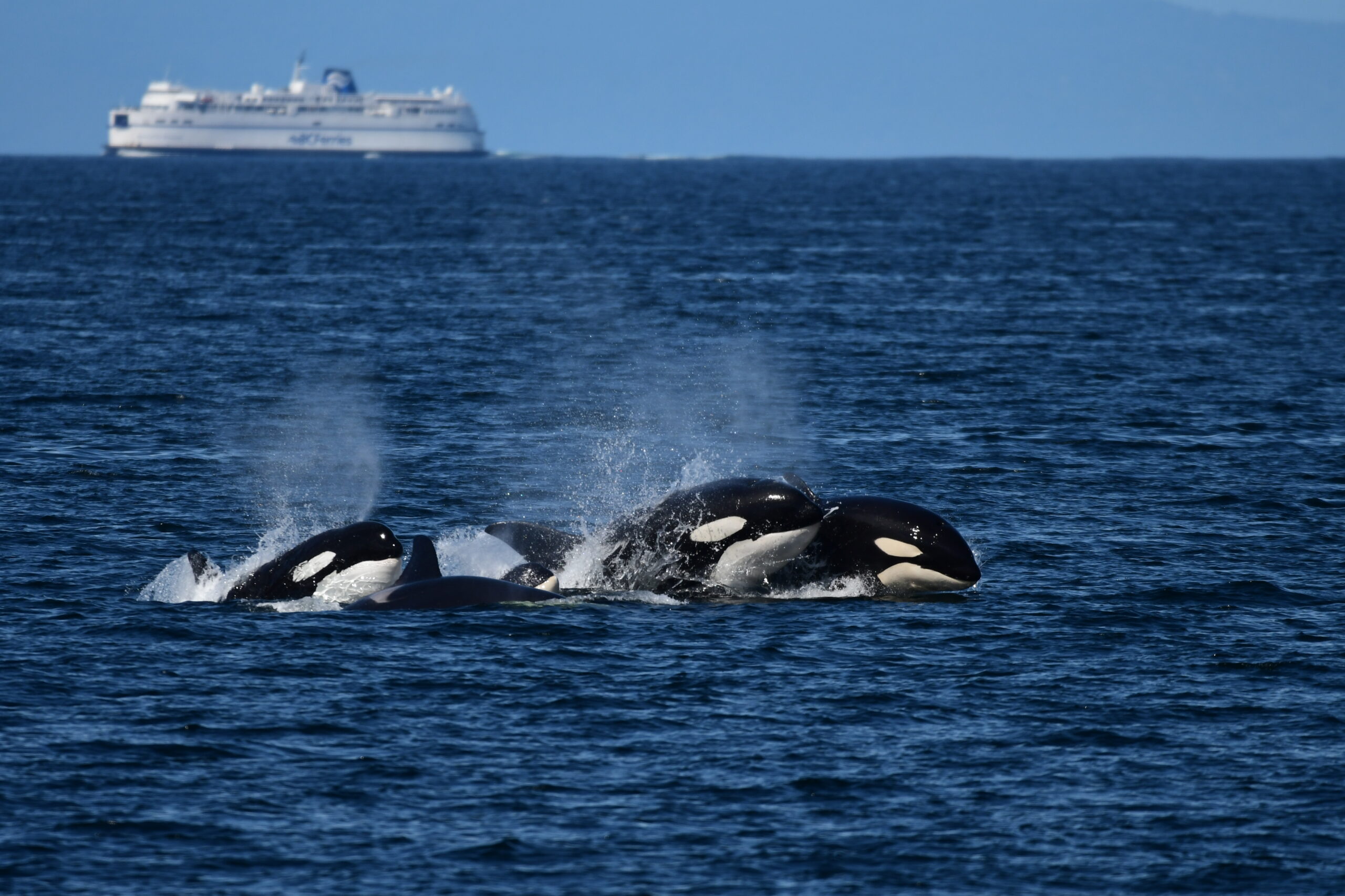 whale tour bellingham